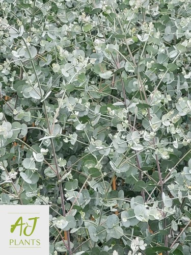 Eucalyptus azura cider gum - -,