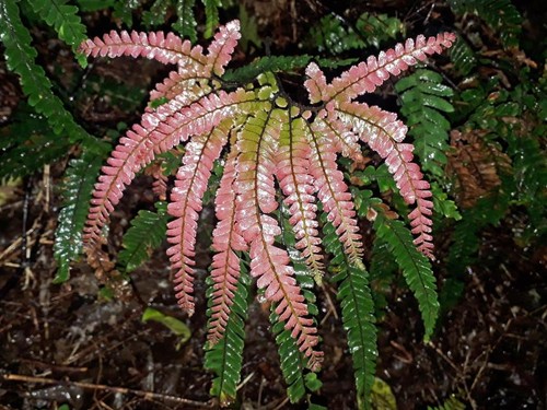 Adiantum hispidulum rosy red - adiantum,