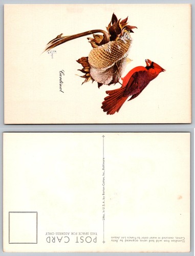Cardinal bird wildlife - cardinal,