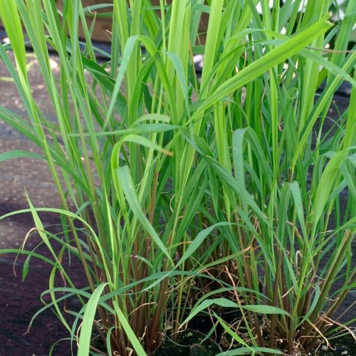 Lemon grass seeds - grass, 50