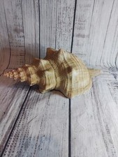 Giant Horse Conch /