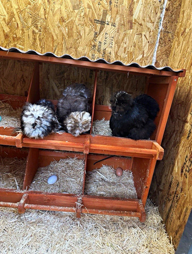 Fertile silkie chicken - 6+,