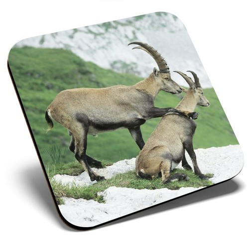 Square single coaster alpine - -,