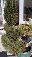 Spiral fir tree topiary garden 5ft real tall large healthy fir tree