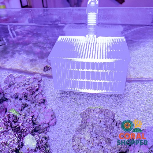 Aquarium quarantine basket - quarantine,