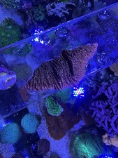 Red Plating Montipora SPS Coral frag