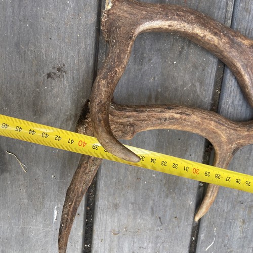 Taxidermy fallow deer antlers - fallow,