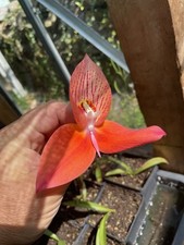 Disa Orchid Betty Arnold, Established Small Plants Posted Potted
