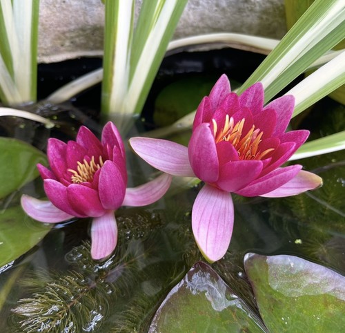 Mature red water - water, lily