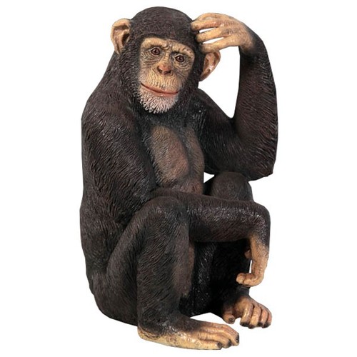 70cm 47cm scratching - scratching, chimp