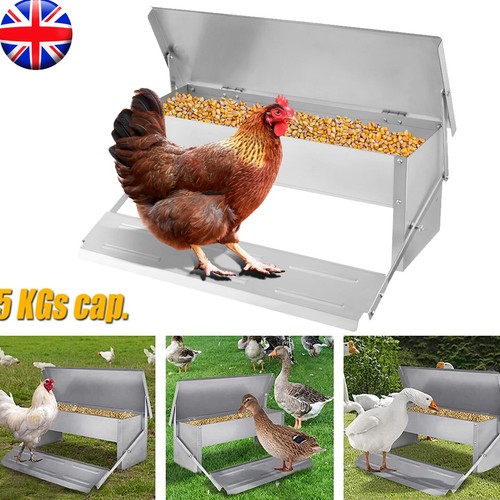 Automatic chicken feeder - chicken,