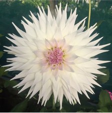 Clearview Edie Large SC Dahlia Tuber