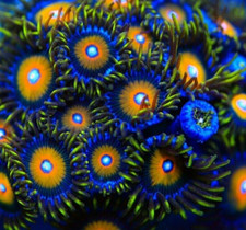 Super Saiyan Zoa Zoanthid Soft