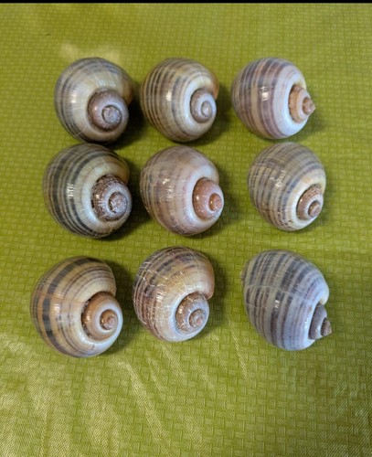 Medium apple snail clean - apple,