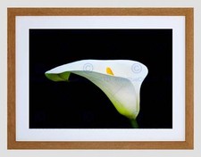 WHITE CALLA LILY FLOWER BLACK FRAME FRAMED ART PRINT PICTURE MOUNT B12X9160