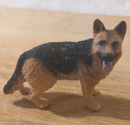 Alsatian german shepherd dog - alsatian/german,