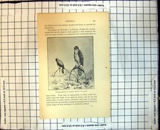 Original Old Antique Print