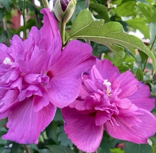 Rose sharon chiffon dark - rose,