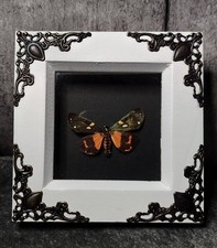 Real Taxidermy butterfly