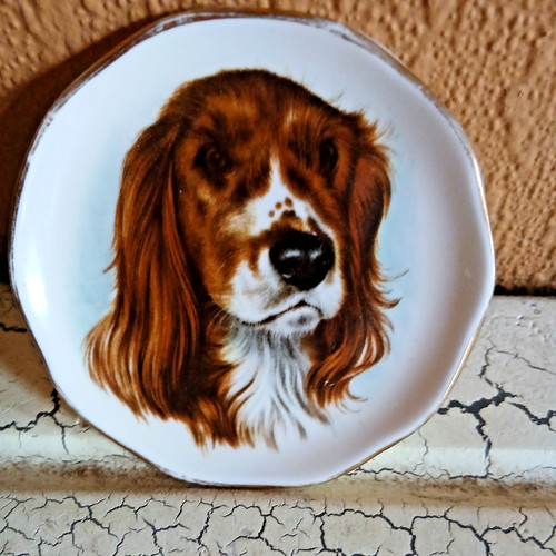 King charles cavalier 3 - cavalier,