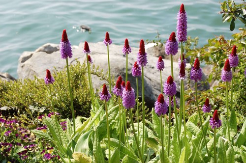 Primula vialii vial s - primula, (vial's