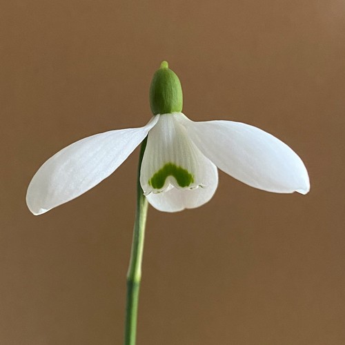 Galanthus lerinda snowdrop - galanthus,