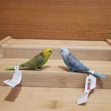 Budgerigar Budgie Parakeet
