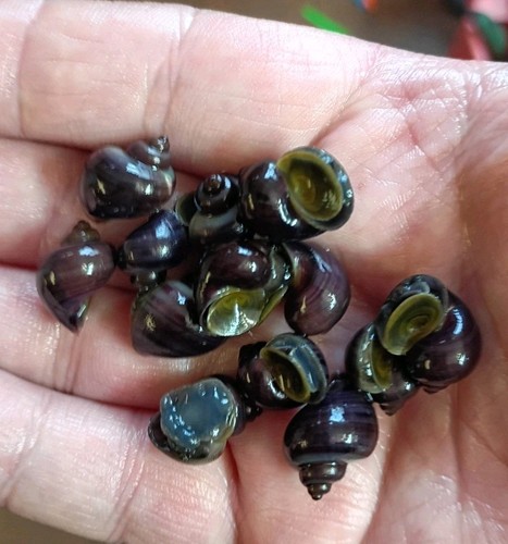 Purple mystery snails - snails,