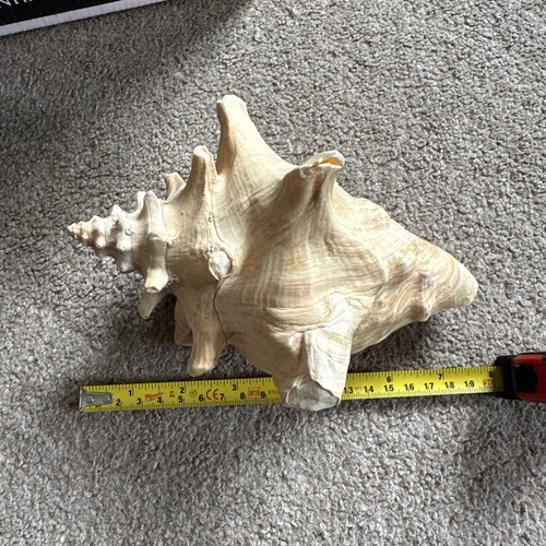 Conch shell large natural - conch,