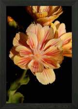Lewisia flowering close up