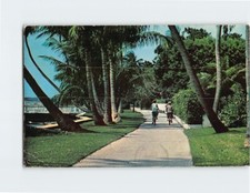 Postcard Bicycle Path Palm