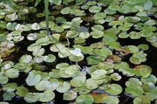 Frogbit hydrocharis - frogbit,