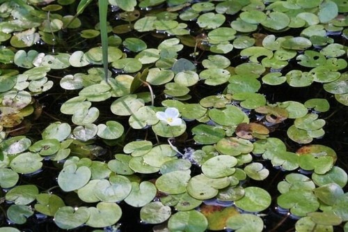 Frogbit hydrocharis - frogbit,