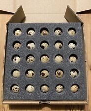 Quail Hatching Egg Foam Shippers X10 (Postage Boxes) 25 Egg