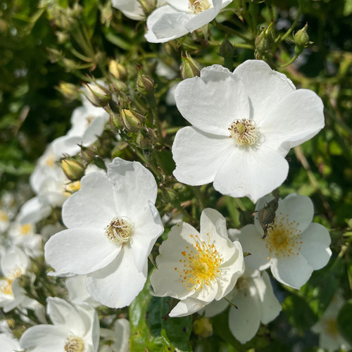 Rosa multiflora rambling rose - multiflora,