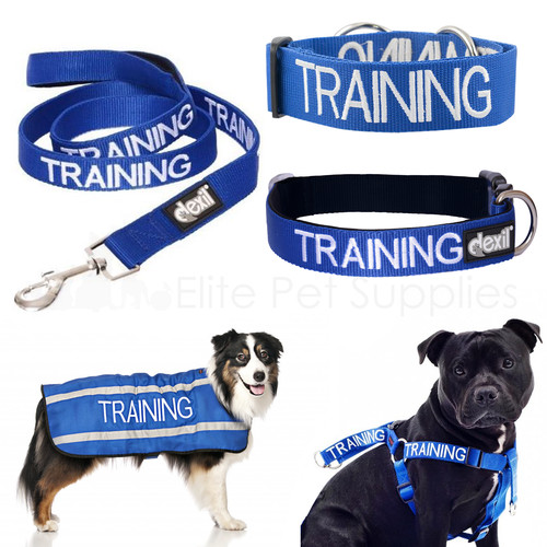 Dexil training worded dog - training,