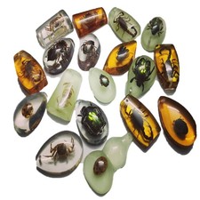 Pcs insect amber - 18,