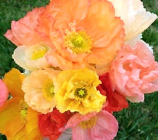 Iceland poppy Papaver nudicaule Kelmscott’s Giants 1200 seeds+FREE LABEL