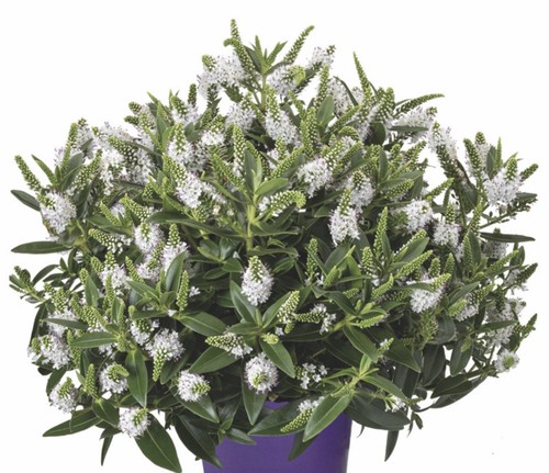 Hebe queen kiwi ruapehu pot - queen,