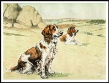 WELSH SPRINGER SPANIEL TWO