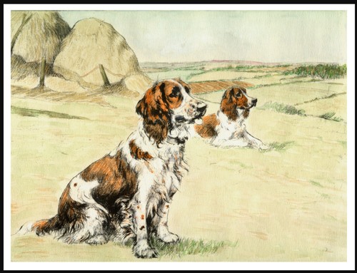 Welsh springer spaniel two - welsh,