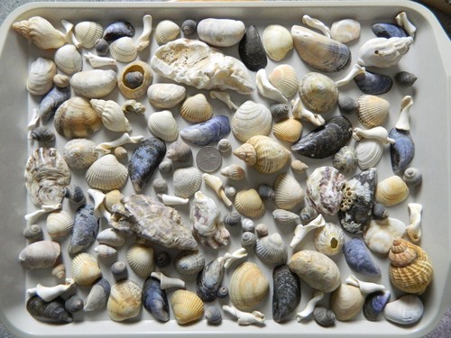 Collection sea shells - sea,