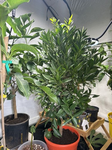 Large fruiting mandarin - large,
