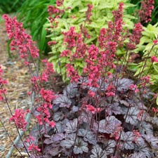 Heuchera Timeless Treasure