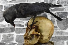 Taxidermy carrion crow wood - on,