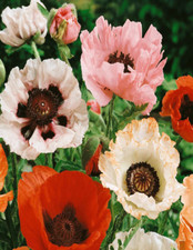 POPPY MIXED ORIENTAL HARDY