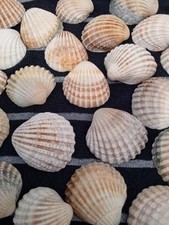 50 x Cockle Shells , approx  4