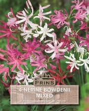 Nerine Bowdenii 'Mixed' WPC