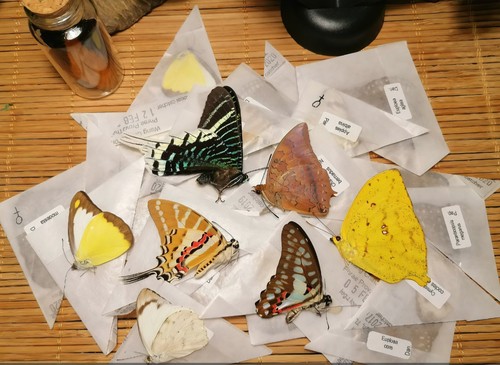 Lot mixed butterflies - of,