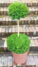 Buxus sempervirens (Common Box) two balls on stem total height 80cm